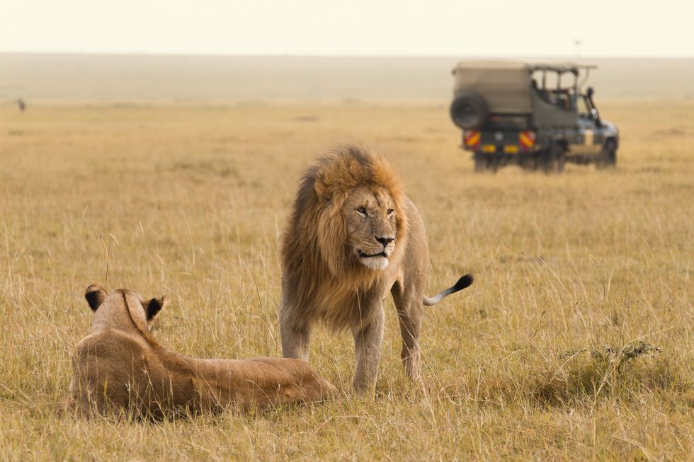 Two lions in Masai Mara reserve with a jeep in the background.