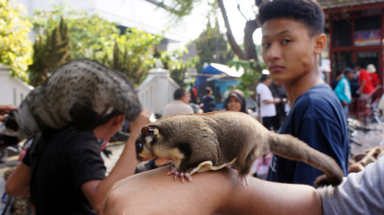 Two sugar gliders are shown off in their native Indonesia.