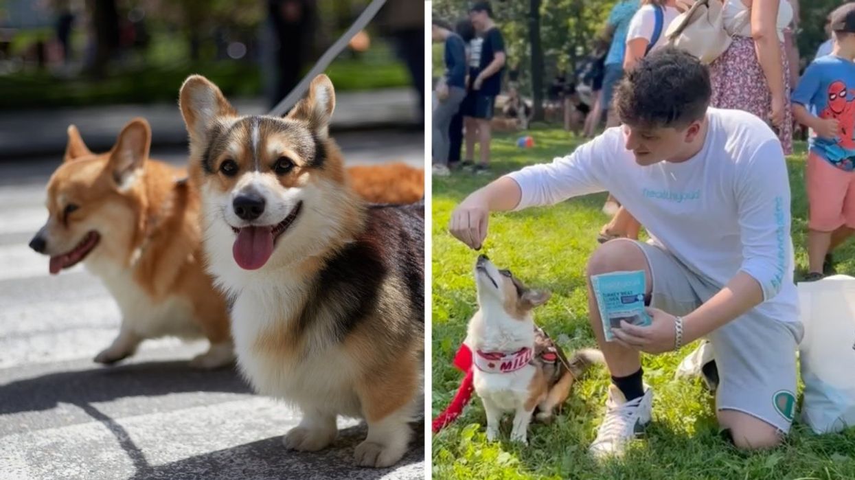 Two Welsh corgis standing on the street, Right: A person feeding a corgi Healthybud dog treats.