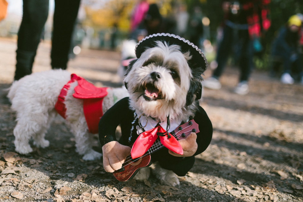 \u200bA Shih Tzu dressed as a Mariachi performer.