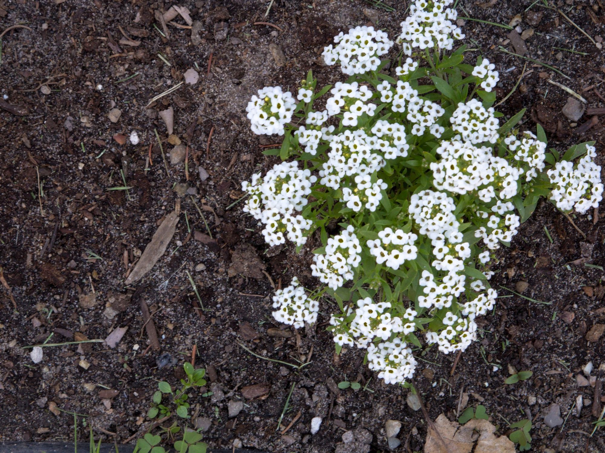 \u200bA white flowering plant in fresh mulch.