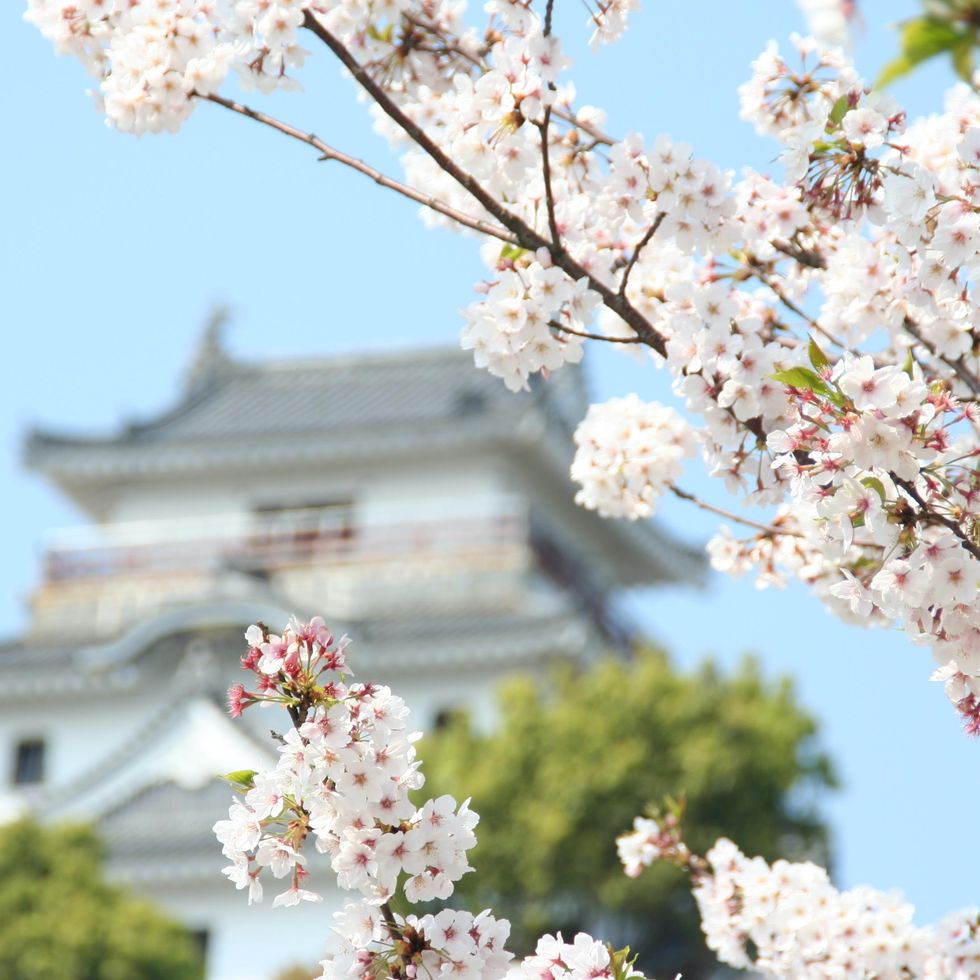 \u200bCherry blossoms in front of Karatsu Castle.