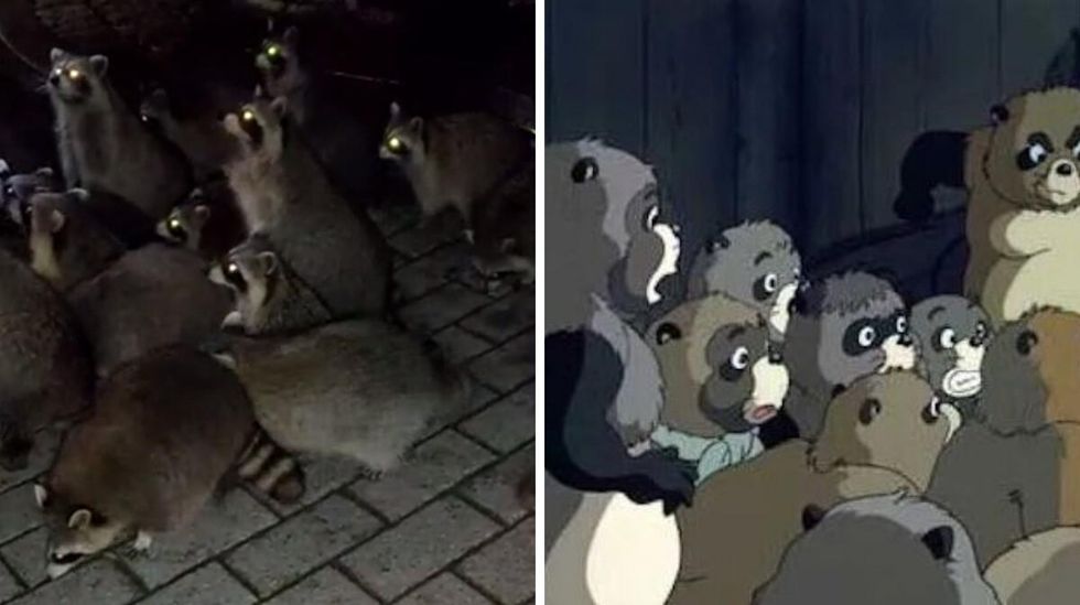 \u200bRaccoons on Mount Royal. Right, Raccoons in "Pom Poko."