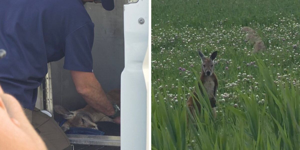 Montreal's runaway kangaroo has finally been captured — Here's what we know so far Montreal's runaway kangaroo has finally been captured — Here's what we know so far