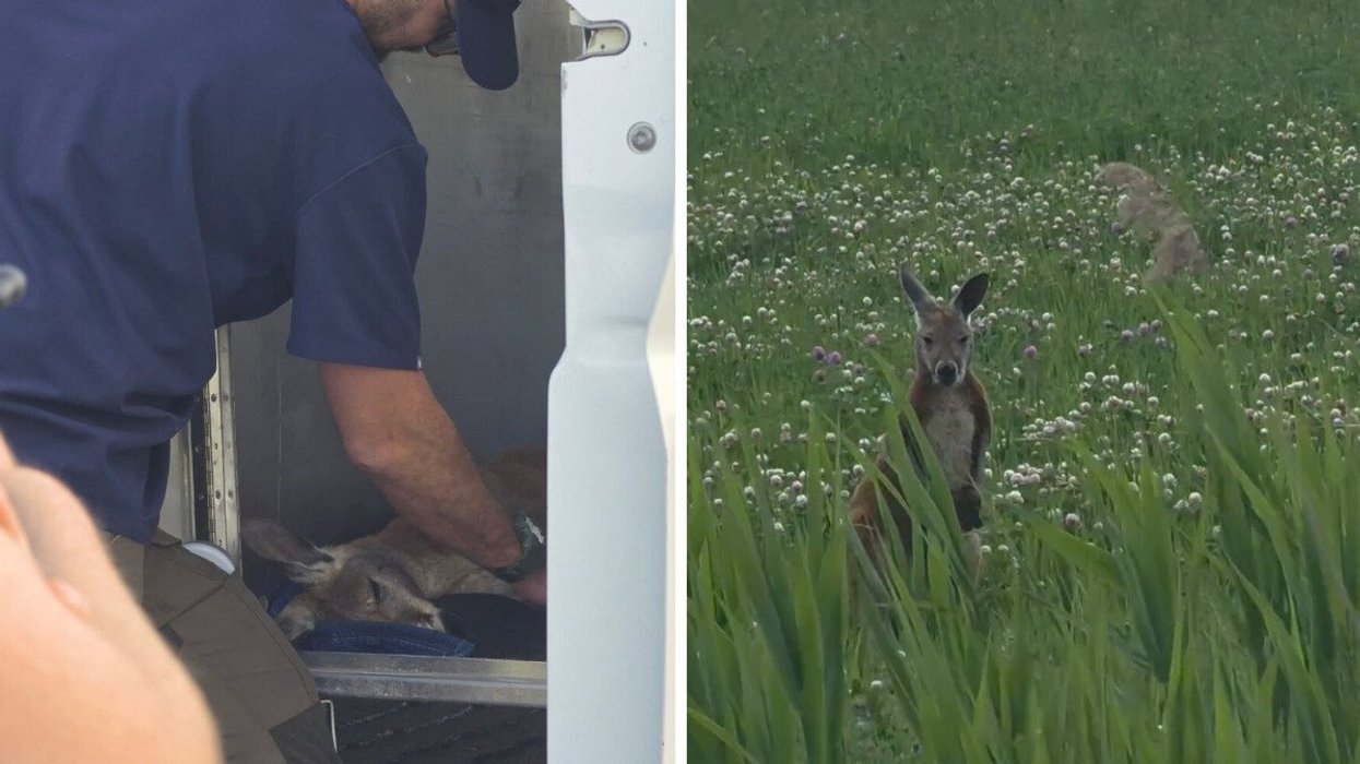 Unconscious kangaroo being put into the back of a vehicle. Right: Escaped kangaroo in a field.