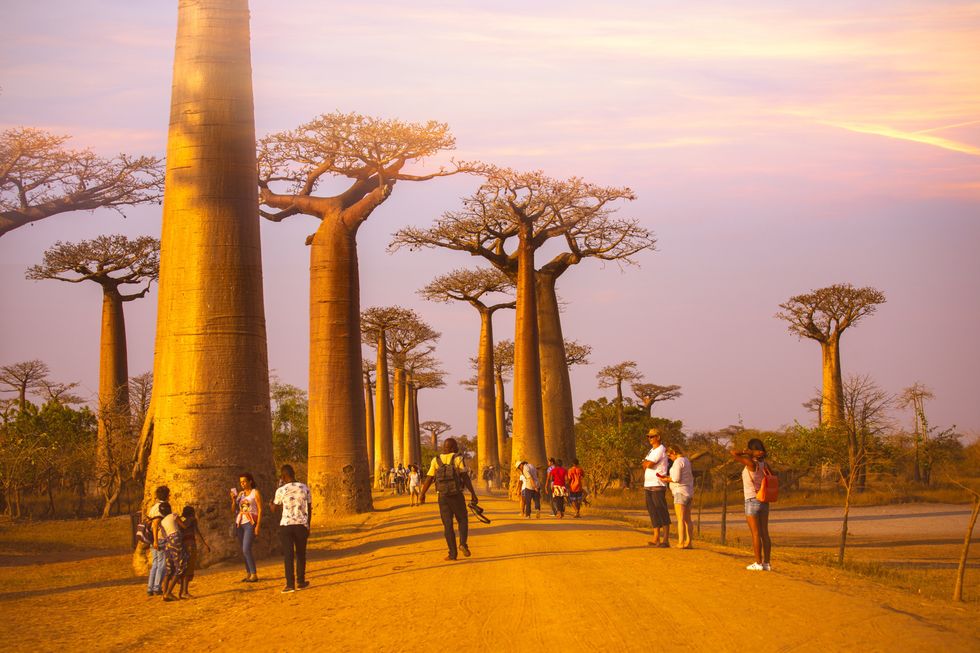 Visitors stand under towering Baobab trees on a dirt path at sundown in Morondava, Madagascar.