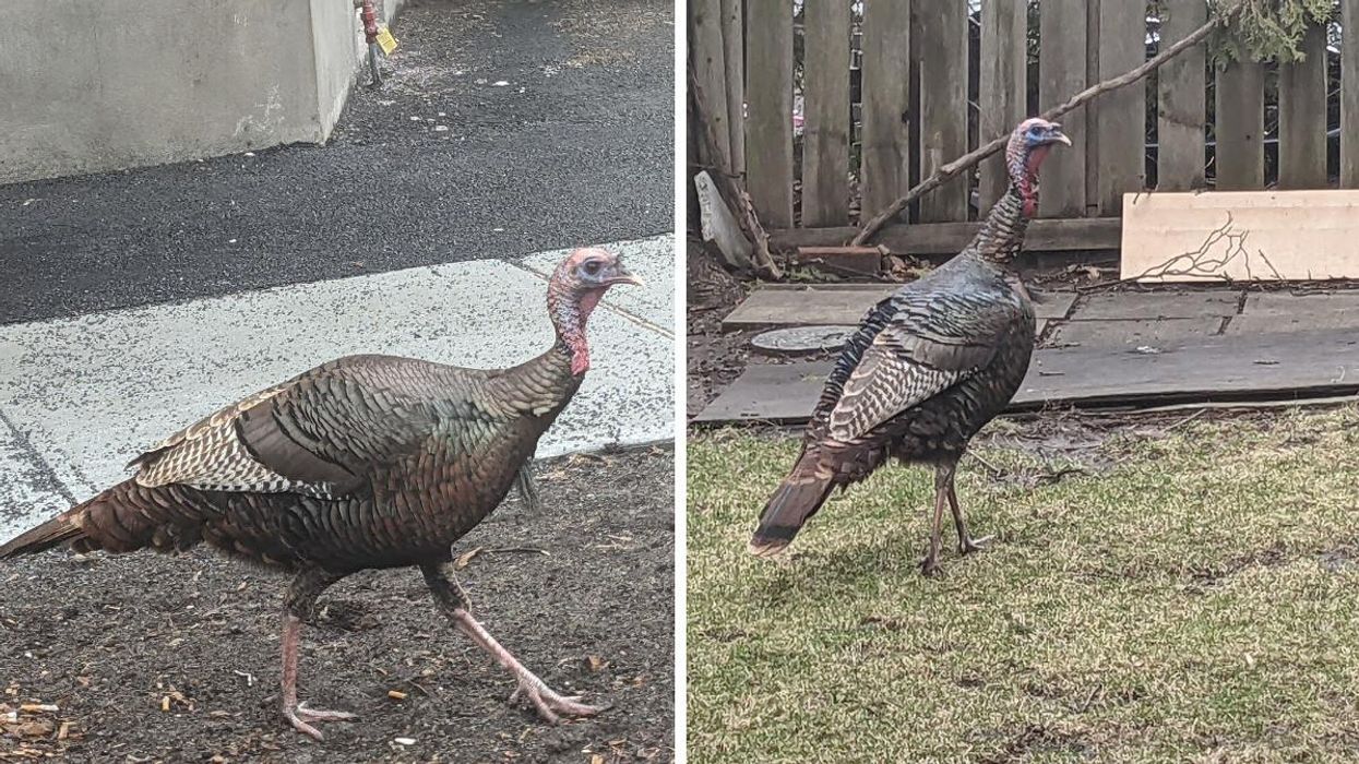Wild turkey roaming Montreal's NDG neighbourhood.