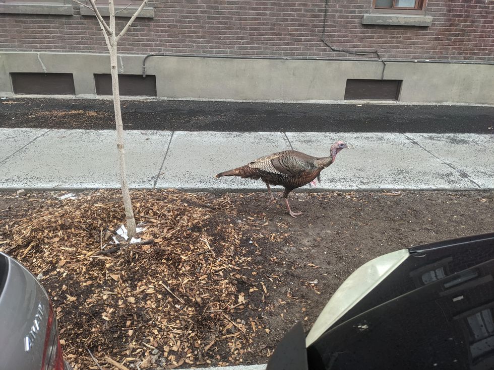 Wild turkey roaming Montreal's NDG neighbourhood.