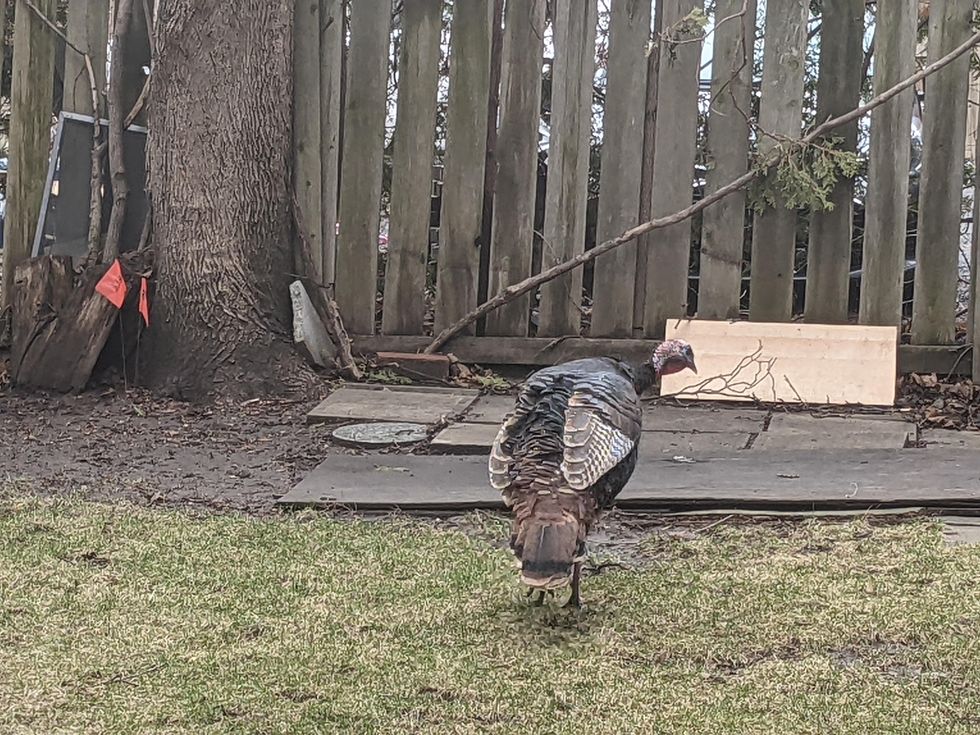 Wild turkey roaming Montreal's NDG neighbourhood.