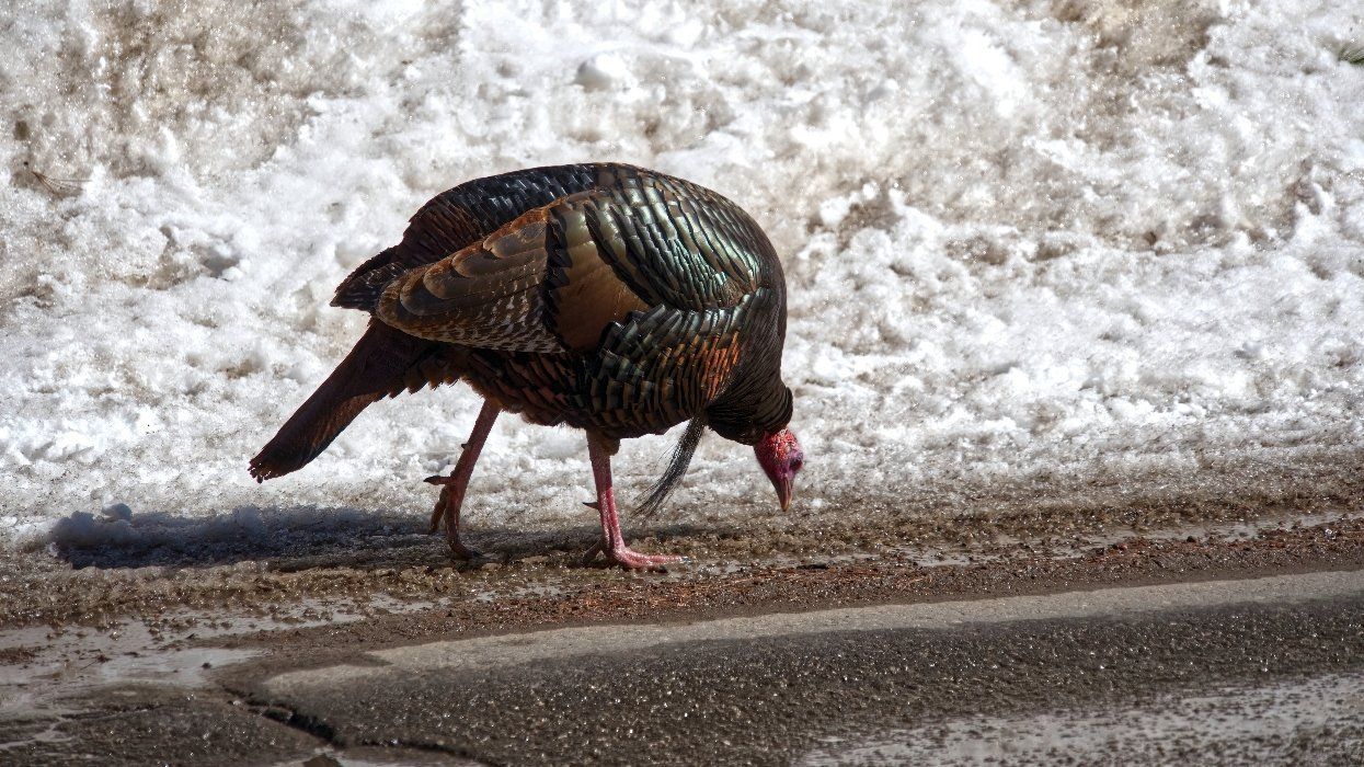 Wild turkey spotted near Montreal.