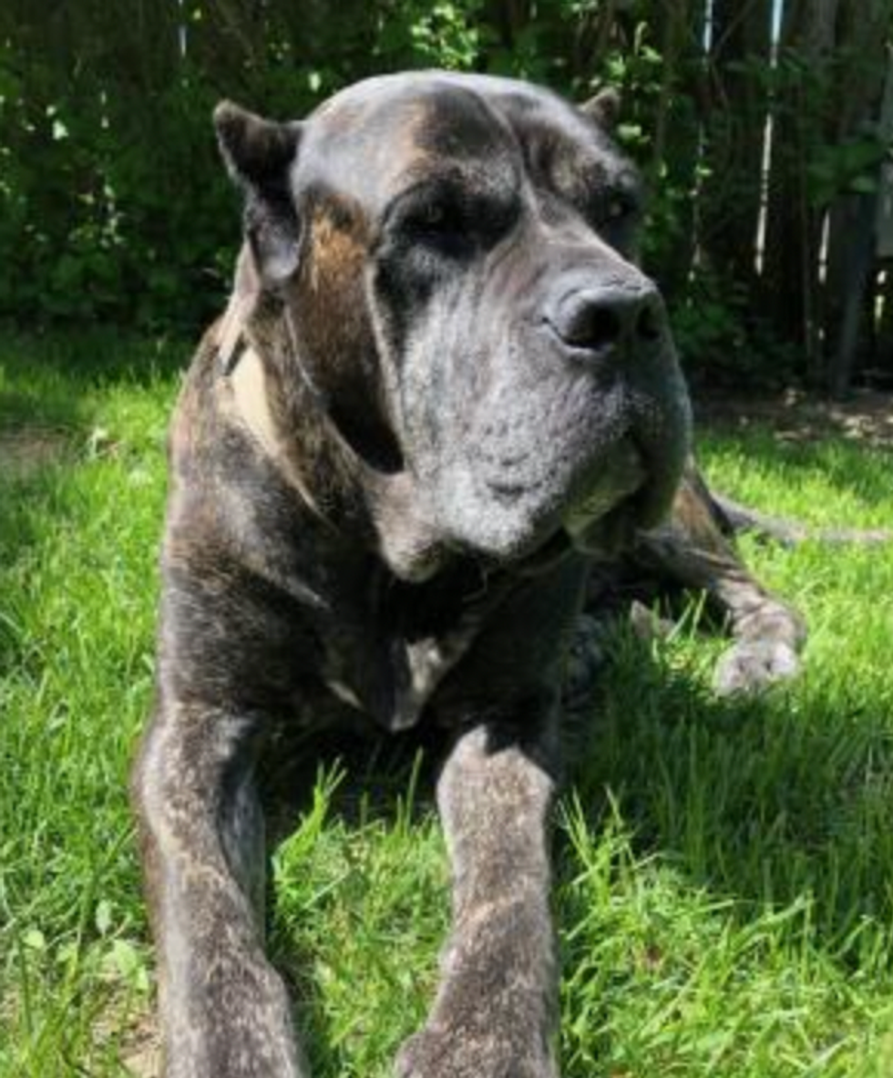 Yuma the dog ready for adoption from the Montreal SPCA.